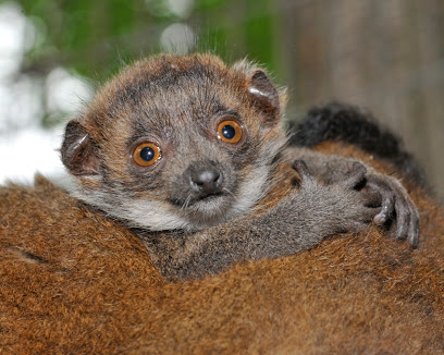 Duke Lemur Center main image