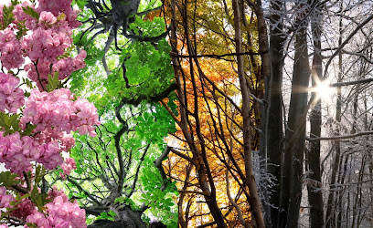 Four Seasons Harmony Holistic Health, Healing, & Ayurveda main image