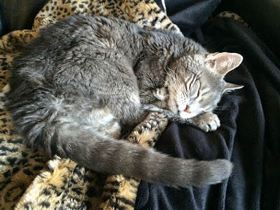 Heart of Vermont Vet: At-Home End-of-Life Care for Pets main image