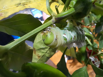 The Caterpillar Lab main image