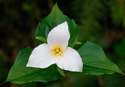 Trillium Integrative Medicine main image